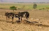 Irrigation 9 Milling/Grinding