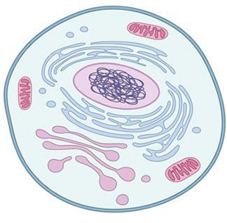 1 η ΑΣΚΗΣΗ ΕΝΖΥΜΙΚΗ ΒΙΟΜΕΤΑΤΡΟΠΗ ΑΠΟ ΜΙΚΡΟΒΙΑΚΑ ΚΥΤΤΑΡΑ (Mετατροπή του υποστρώματος Α στο προϊόν Β) Αex R1 Αin Κύτταρο (Cell) R2 Bin R3 Bex όπου Α και Β υπόστρωμα και προϊόν, ενώ οι ενδείξεις in και