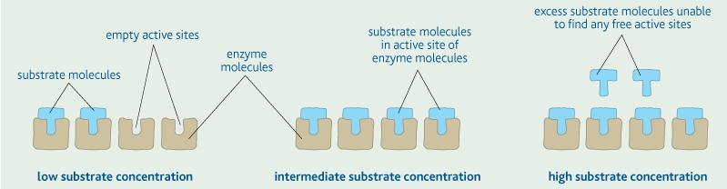 Η ταχύτητα είναι το ήμισυ της μέγιστης Μέση συγκέντρωση υποστρώματος Το σύνολο των ενεργών κέντρων των ενζυμικών μορίων έχει καταληφθεί.