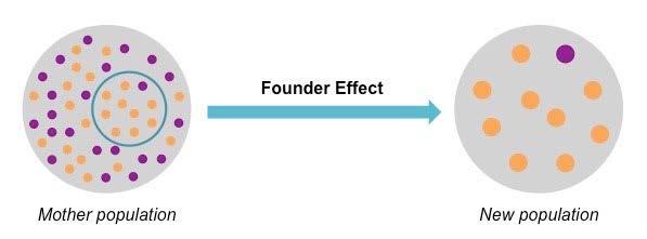 Το φαινόμενο του ιδρυτή (Founder effect) Πρόκειται για ειδική περίπτωση γενετικής απόκλισης Η τυχαία γενετικής απόκλιση η οποία οφείλεται στην ίδρυση ενός πληθυσµού από