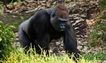 είδη Pongo pygmaeus
