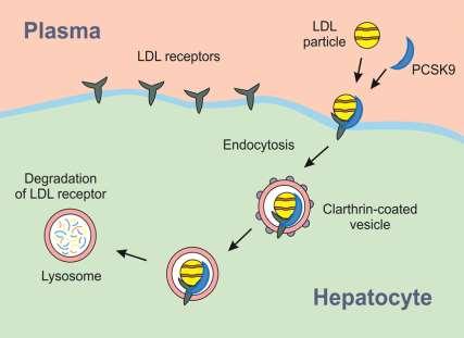 Δεδομένα για τους αναστολείς της PCSK9 (αλιροκουμάπμη, εβολοκουμάμπη) 1) Ελαττώνουν την LDLχ κατά ~60% 2) Δράση