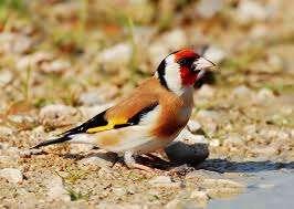 (Carduelis