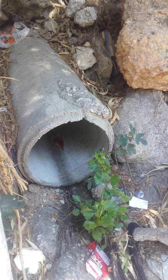 Φωτ. 2 : 10μ από την ΕΥΔΑΠ, στο πρανές της οδού Πικροδάφνης, ακριβώς δίπλα στο τσιμέντο της γέφυρας Λ.