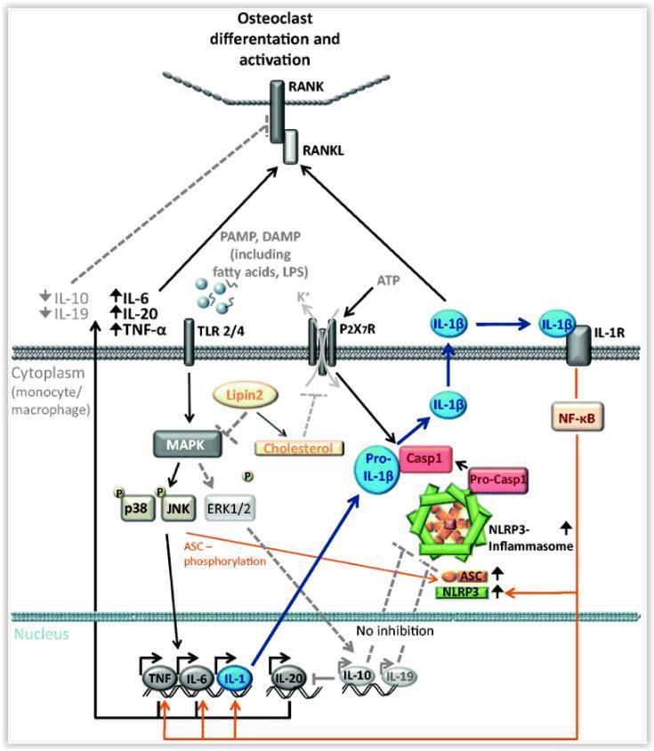 Διαταραχή ισορροπίας μεταξύ των «προφλεγμονωδών» (IL20, IL6 & TNFα ) & των αντιφλεγμονωδών (IL10, IL19) Ρόλος των κυτταροκινών έκφραση IL10 & IL19 IL1β, TNFα & IL6 Ενεργοποίηση