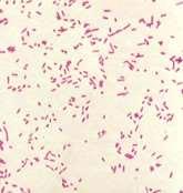 Ωστόσο, υπάρχουν βακτήρια που συμβιώνουν με τον οργανισμό, όπως η Εσερίχια κόλι (Escherichia coli) και οι γαλακτοβάκιλοι που αποτελούν μέρος της φυσιολογικής χλωρίδας του γαστρεντερικού σωλήνα και