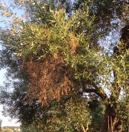 των ελαιοδέντρων)