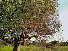 Σύνδρομο της