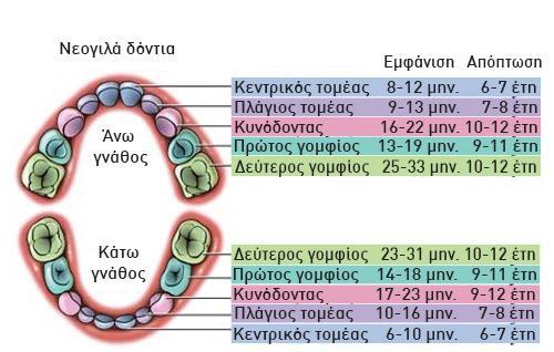 Οδοντοφυία Τα πρώτα δόντια ονομάζονται νεογιλά Είναι 20 και είναι προσωρινά.