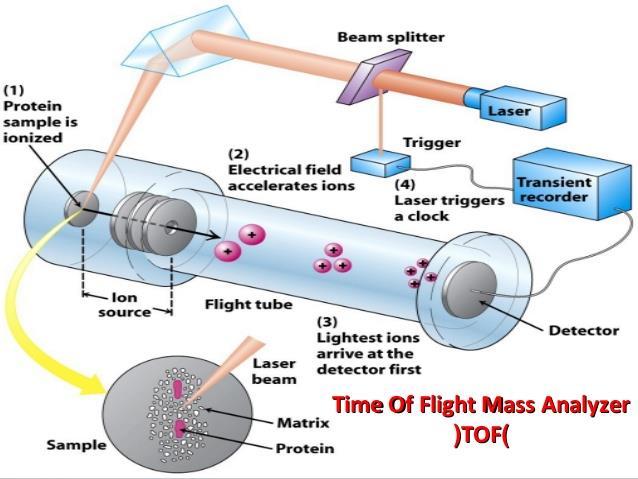 Αναλυτής χρόνου πτήσης (Time-of-flight Mass Analyzer) Τα ιόντα «ταξιδεύουν» σε ευθύγραμμο σωλήνα με την επίδραση ηλεκτρικού πεδίου
