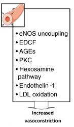 Υπέρταση και δυσλειτουργία του ενδοθηλίου Δυσλειτουργία του ενδοθηλίου (οξειδωτικό stress, AGEs, polyol pathway)