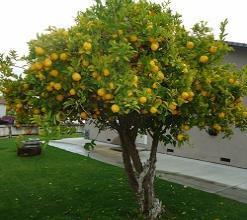 ΠΟΡΤΟΚΑΛΙΕΣ ΛΕΜΟΝΙΕΣ Οι λεμονιές και οι πορτοκαλιές είναι εσπεριδοειδή που μας δίνουν καρπό Τα λεμόνια τα χρησιμοποιούμε