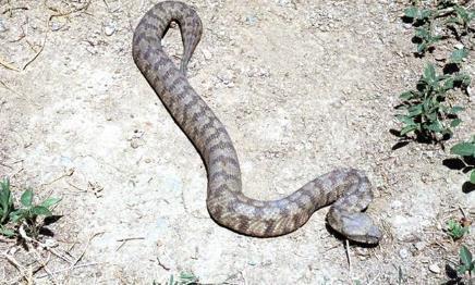 ΦΙΔΙΑ Τα φίδια στην Κύπρο δεν είναι πολύ επικίνδυνα και τα
