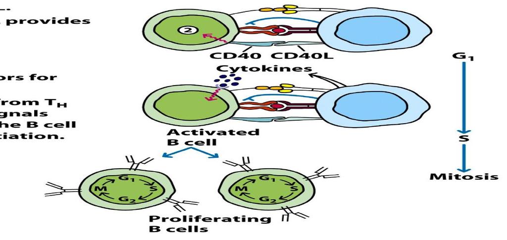 ΕΝΕΡΓΟΠΟΙΗΣΗ Β ΛΕΜΦΟΚΥΤΤΑΡΩΝ Παραγωγή κυτταροκινών (IL-4, IL-21, and IFN-γ) από τα Τh κύτταρα Τα ενεργοποιημένα Β κύτταρα