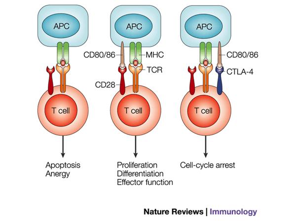 CD80 Χρόνια φλεγμονώδης διέγερση Γήρανση Απώλεια