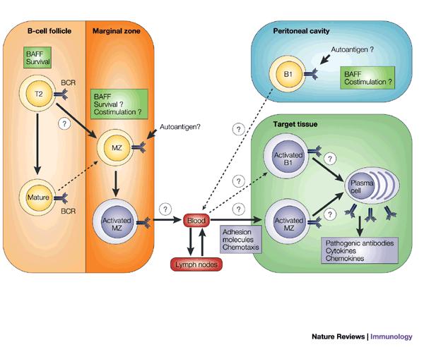 Ο ΡΟΛΟΣ ΤΗΣ IL-7 ΚΑΙ ΤΟΥ BAFF BAFF (B cell activating factor ή TNFSF13B):