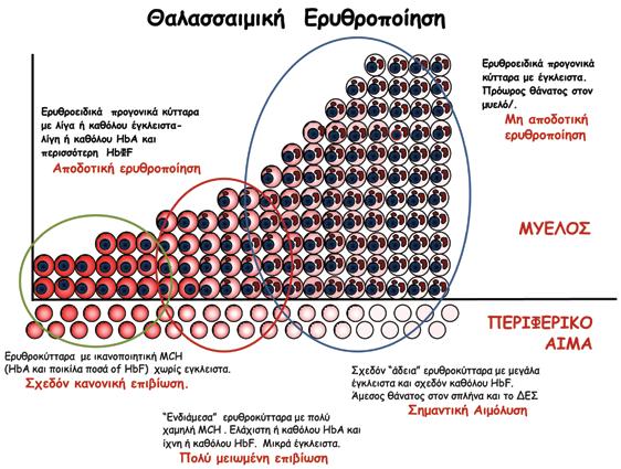 Παθοφυσιολογία Μεσογειακής Αναιμίας 239 πρώτη περιγραφή των εγκλείστων στους ερυθροβλάστες και τα ερυθροκύτταρα και η απόδειξη, ότι αυτά αποτελούνται από α-αλυσίδες οφείλεται στον Φαίδωνα Φέσσα και