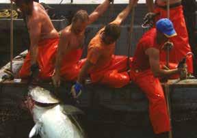 Carte Blanche KAN 6/3 20:00 & KAN 8/3 20:00 Γη ινοι Earthlings Σον Μόνσον Shaun Monson ΗΠΑ 2005, Έγχρωμο/Ασπρόμαυρο 95 USA 2005, Color/B&W 95 Σενα ριο Screenplay Shaun Monson Φωτογραφι α