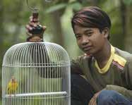 Ντοκιμαντε ρ για παιδια Docs for Kids Το μελωδικό πουλι Songbird Βισνού Σούρια Πρατάμα Wisnu Surya Pratama Ινδονησι α 2017, Έγχρωμο 25 Indonesia 2017, Color 25 TOR 4 8/3 09:00 13:00 Σενα ριο