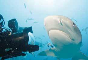 Περιβα λλον Habitat TSA 2/3 19:00 & OLY 6/3 20:00 Sharkwater: Αφανισμός Sharkwater Extinction Ρομπ Στιούαρτ Rob Stewart Καναδα ς 2018, Έγχρωμο 84 Canada 2018, Color 84 Σενα ριο Screenplay Rob Stewart