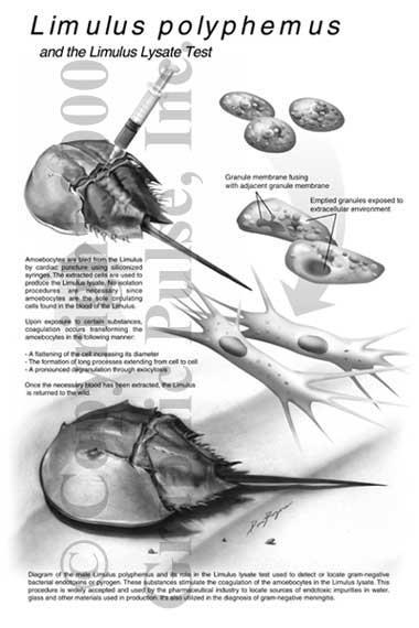 Limulus