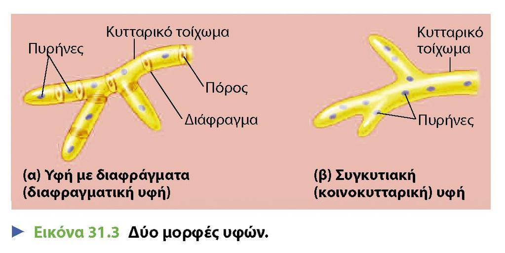 Μορφές μυκηλιακών υφών: με διαφράγματα (εγκάρσια