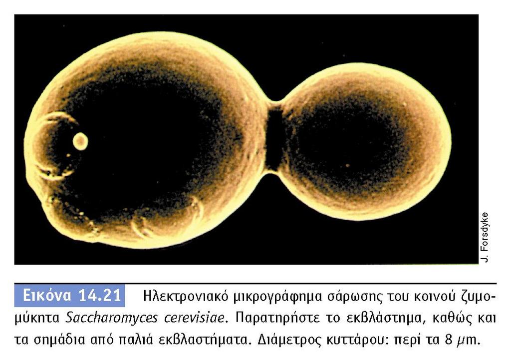 BIOΛOΓIA TΩN MIKPOOPΓANIΣMΩN ΠANEΠIΣTHMIAKEΣ EKΔOΣEIΣ KPHTHΣ Saccharomyces cerevisiae: