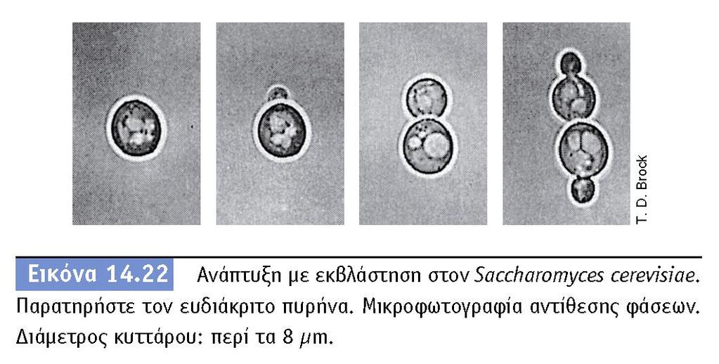 BIOΛOΓIA TΩN MIKPOOPΓANIΣMΩN ΠANEΠIΣTHMIAKEΣ EKΔOΣEIΣ KPHTHΣ Αγενής ή