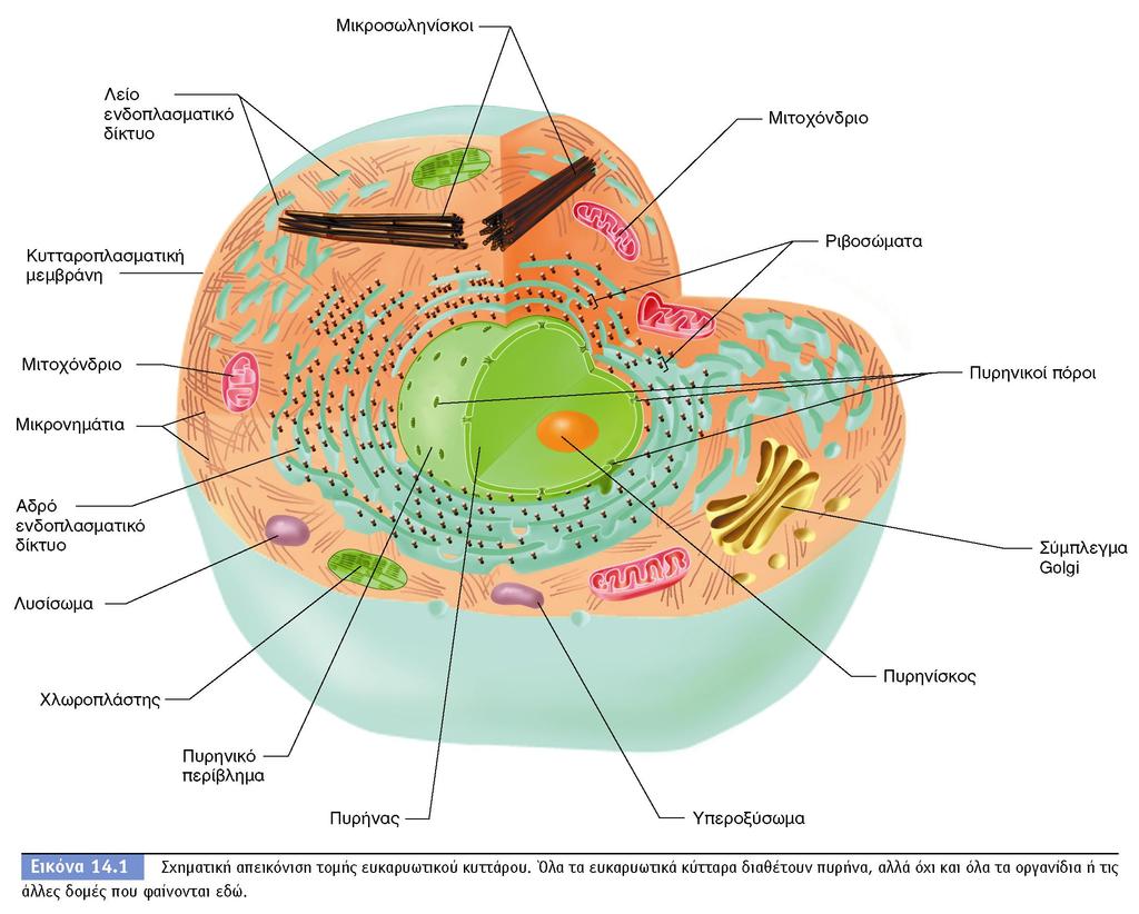 BIOΛOΓIA TΩN MIKPOOPΓANIΣMΩN ΠANEΠIΣTHMIAKEΣ