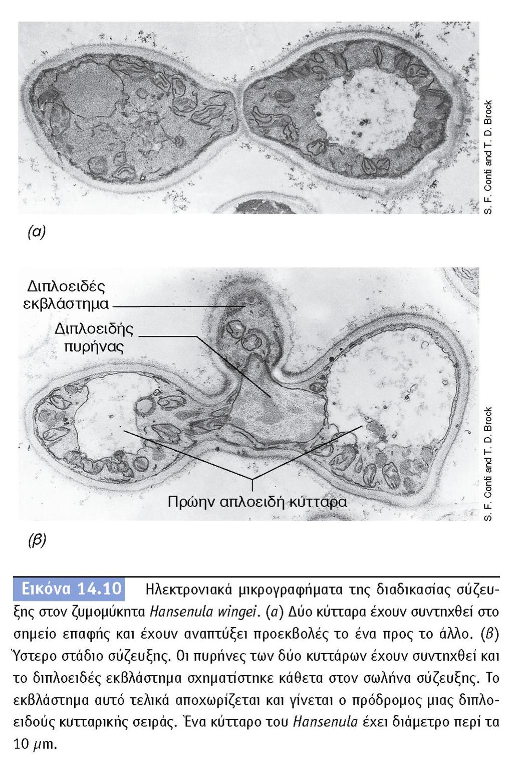 BIOΛOΓIA TΩN MIKPOOPΓANIΣMΩN