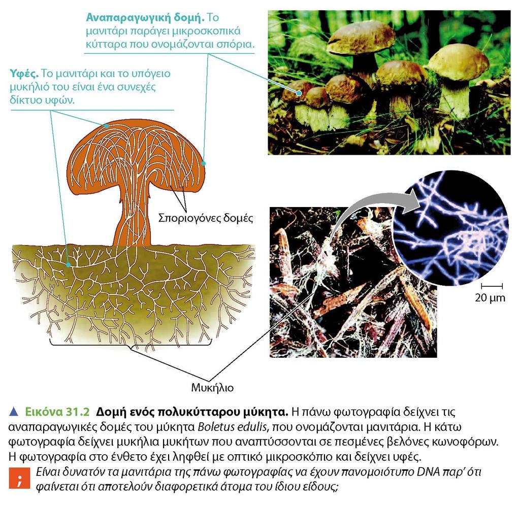 Πολυκύτταροι μύκητες: μανιτάρια Τα μανιτάρια είναι βρώσιμοι μύκητες