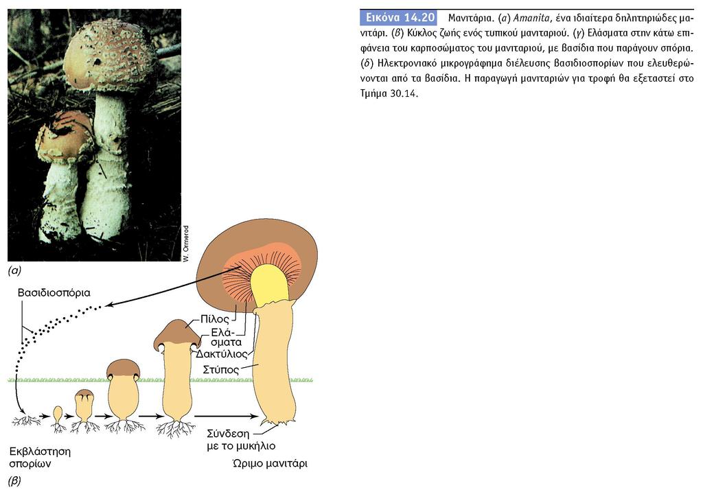 BIOΛOΓIA TΩN