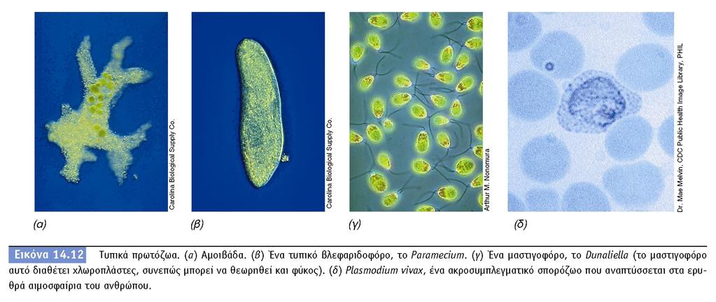 BIOΛOΓIA TΩN MIKPOOPΓANIΣMΩN ΠANEΠIΣTHMIAKEΣ EKΔOΣEIΣ