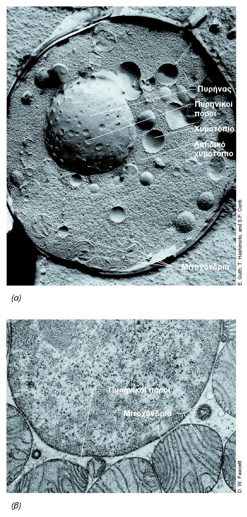 BIOΛOΓIA TΩN MIKPOOPΓANIΣMΩN