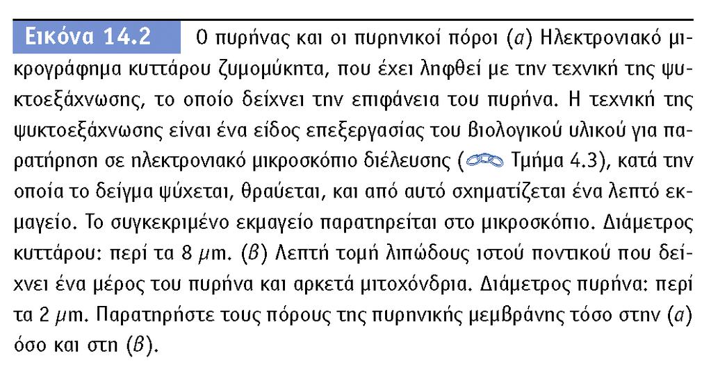 Κύτταρο ζυμομύκητα: φαίνεται ο