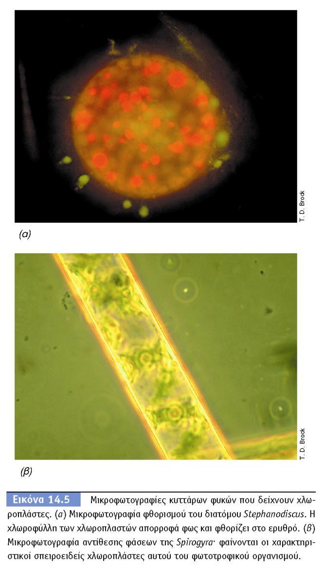 KPHTHΣ Φύκη: φωτοσυνθετικοί