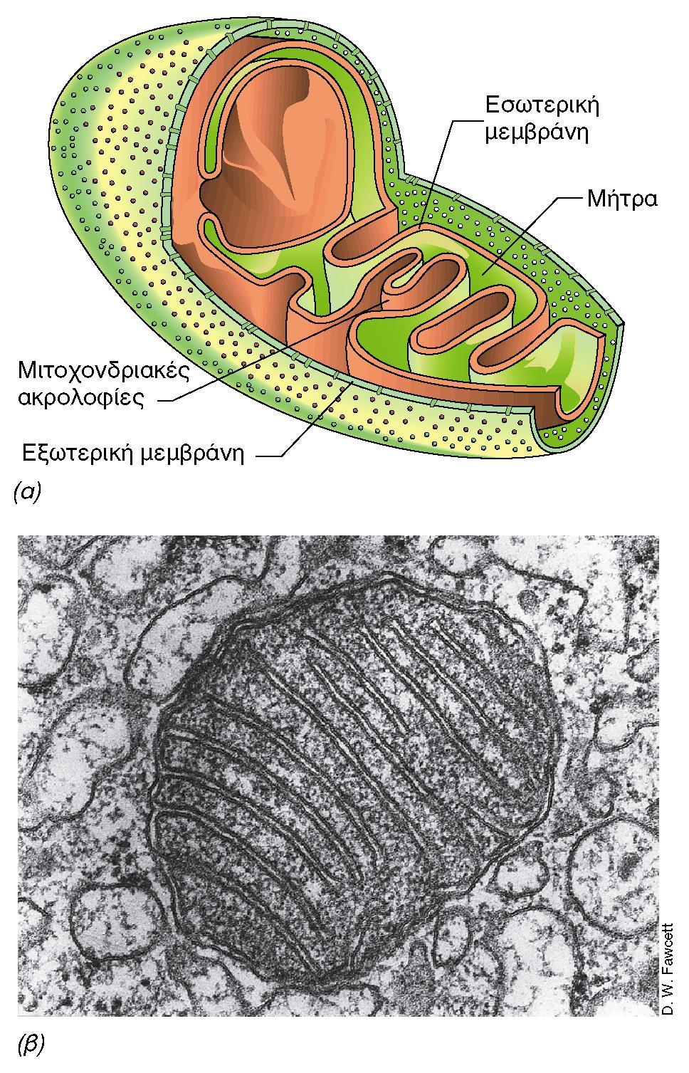 BIOΛOΓIA TΩN MIKPOOPΓANIΣMΩN ΠANEΠIΣTHMIAKEΣ