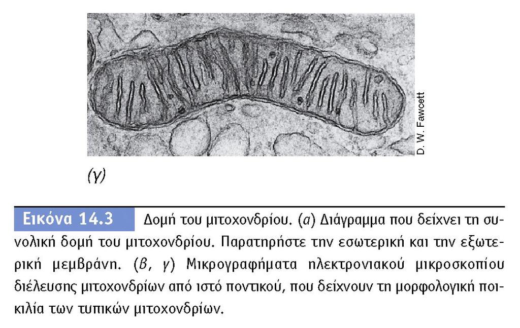 υπάρχει μόνο στα ευκαρυωτικά κύτταρα.