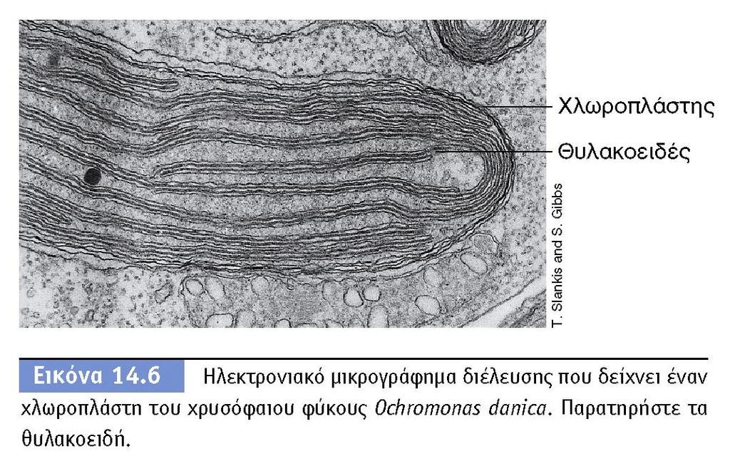 BIOΛOΓIA TΩN MIKPOOPΓANIΣMΩN