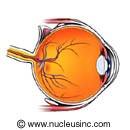 Οι οφθαλμοί αποτελούν ένα σημαντικό όργανο, το όργανο της όρασης.