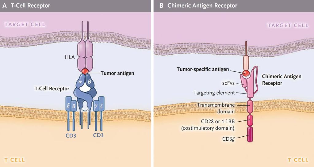 Μηχανισμοί Ανοσοθεραπείας: TCR vs.