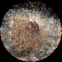 Ο mucor είναι ένας νηµατώδης µύκητας, που βρίσκεται στο χώµα και σε
