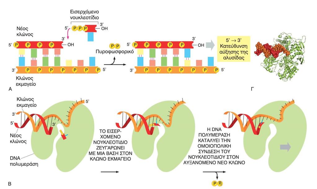 H DNA πολυμεράση καταλύει την προσθήκη νουκλεοτιδίων στην αυξανόμενη αλυσίδα DNA Με κατεύθυνση 5 3 Η