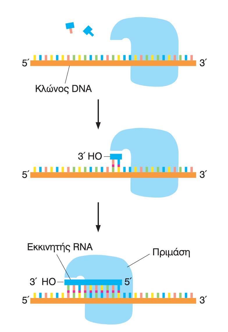 RNA εκκινητές απαιτούνται για να ξεκινήσει η σύνθεση ενός νέου κλώνου H DNA πολυμεράση μπορεί να συνδέει νουκλεοτίδια μόνο σε ήδη υπάρχοντα Το ένζυμο πριμάση συνθέτει ένα μονόκλωνικό RNA
