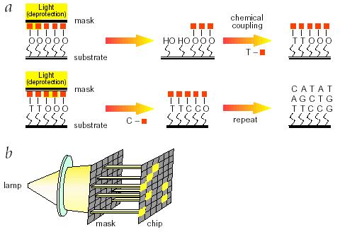 Φωτοκαθοδηγούμενες Διαδικασίες Affymetrix chip: περιέχουν 400.