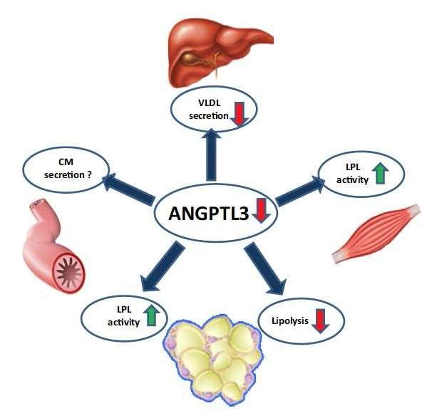 Lipoprotein Metabolism Tikka