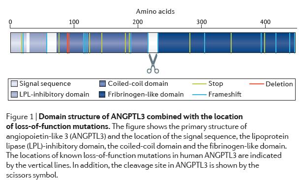 Δομή ANGPTL3 Πολυπεπτιδική αλυσίδα Αμινοτελικό άκρο Περιλαμβάνει την περιοχή που αναστέλλει την LPL
