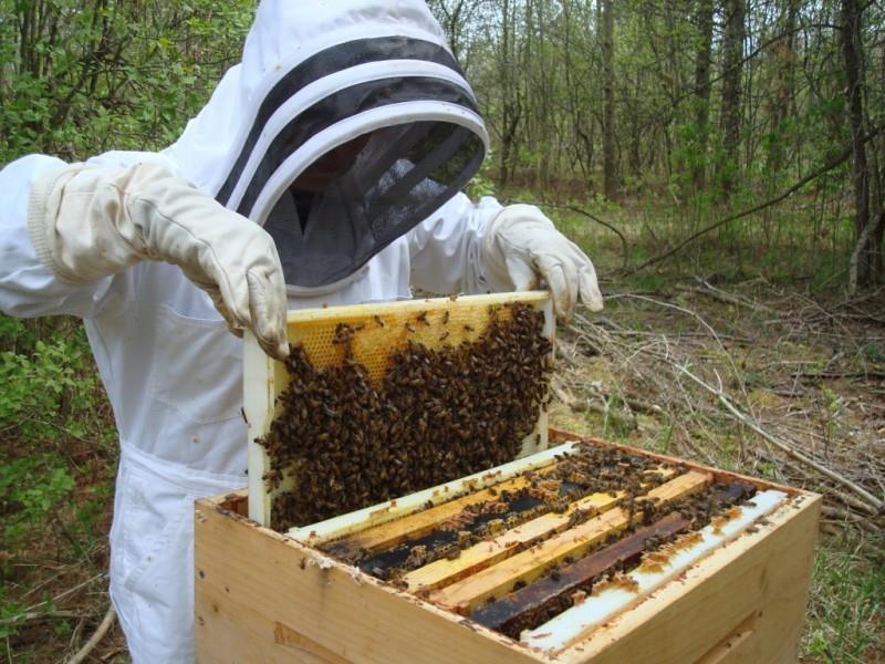 Ο μελισσοκόμος Ο μελισσοκόμος φοράει ειδική στολή, μάσκα και γάντια, για να μη