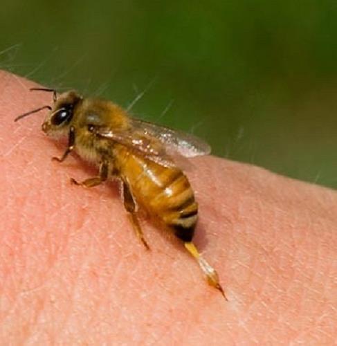Το κεντρί της μέλισσας Το κεντρί είναι το μοναδικό όπλο της μέλισσας εναντίον των εχθρών της.