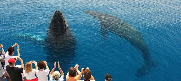COMBO: TARONGA ZOO & WHALE WATCH- ING CRUISE ΣΠΑΝΙΑ ΖΩΑ ΚΑΙ ΦΑΛΑΙΝΕΣ Έναρξη: - Circular Quay Wharf: 9:45πμ, 10:05πμ ή 10:45πμ - Darling Harbour Pier 26: 9:30πμ, 9:45πμ ή 10.30πμ. Διάρκεια: 6.